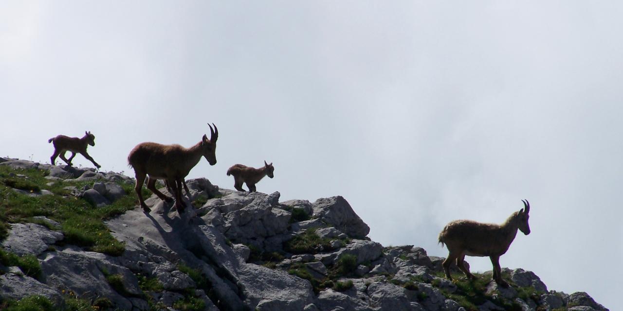 premiers pas pour les jeunes bouquetins du chablais