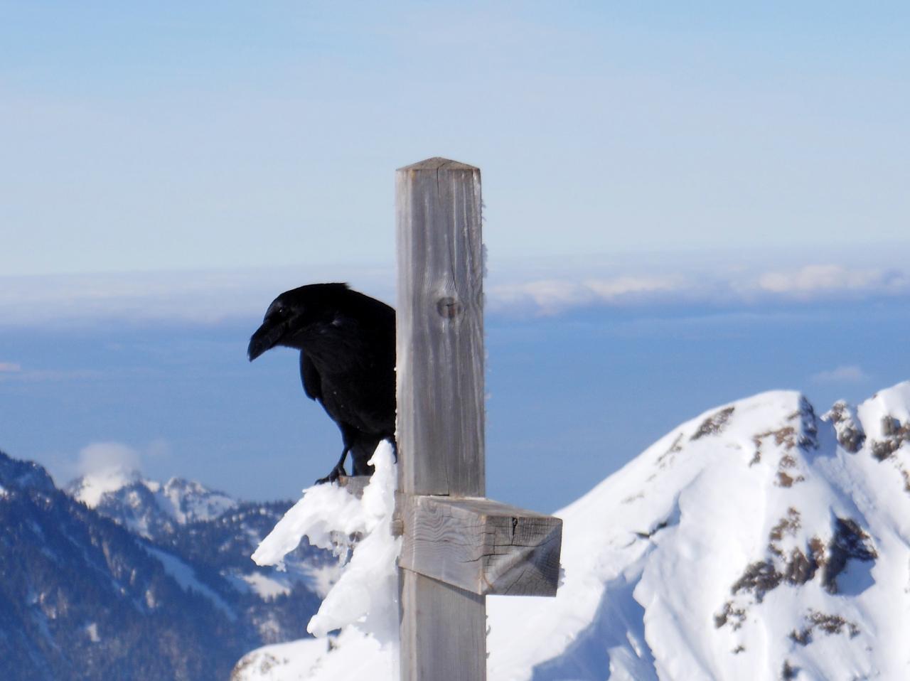 grand corbeau au sommet du roc de tavaneuse, vallée d'Abondance